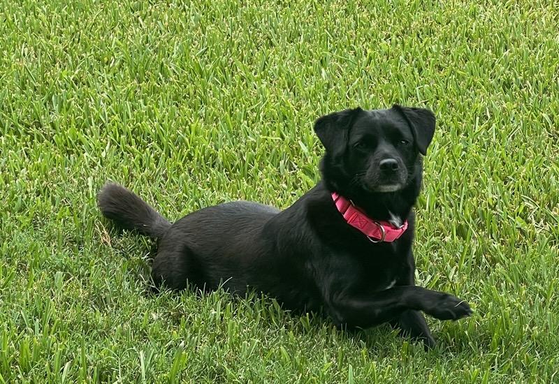 Waffles, a Adoptable mixed breed in Spring, TX image 3/5