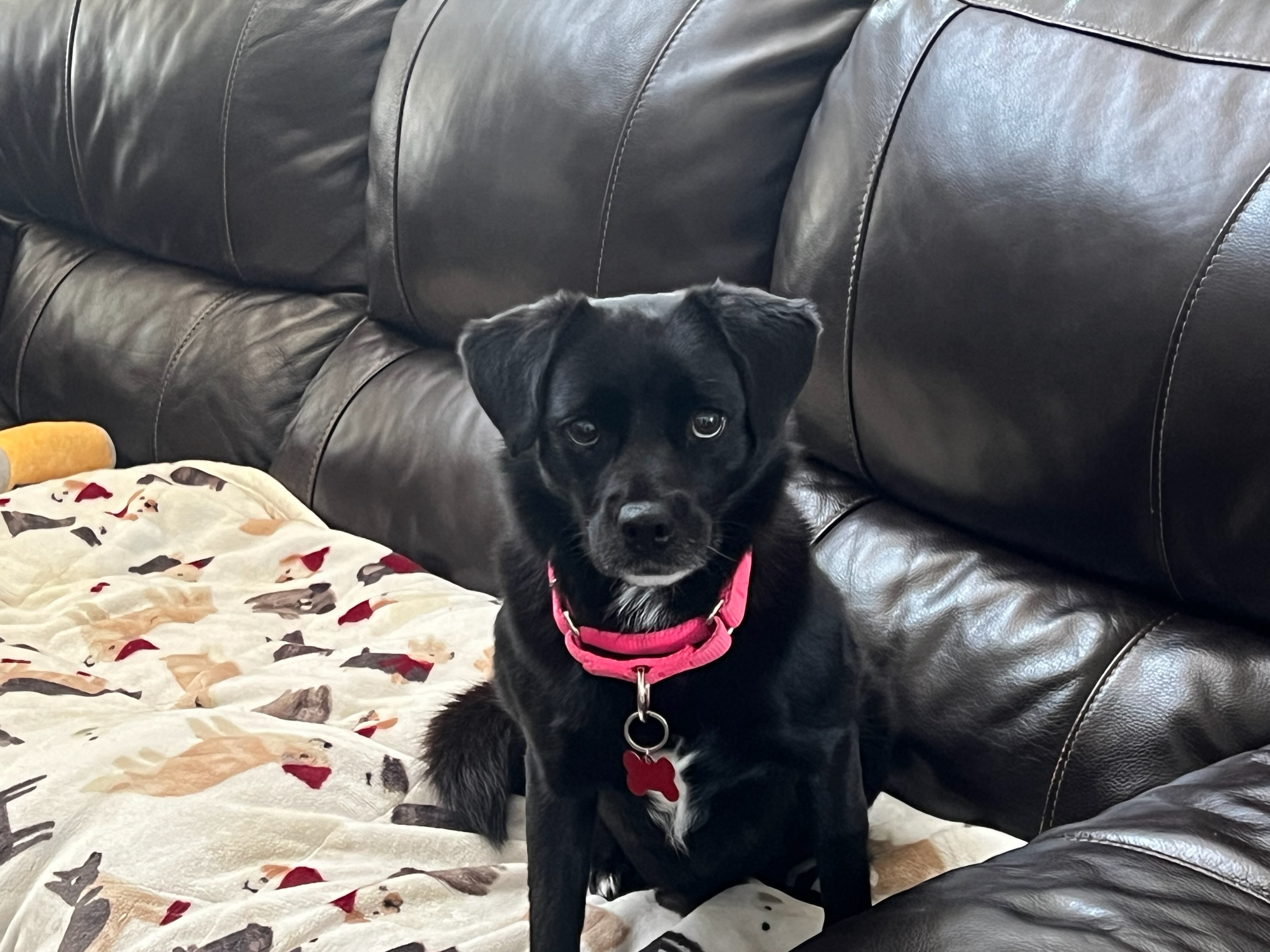 Waffles, a Adoptable mixed breed in Spring, TX image 4/5