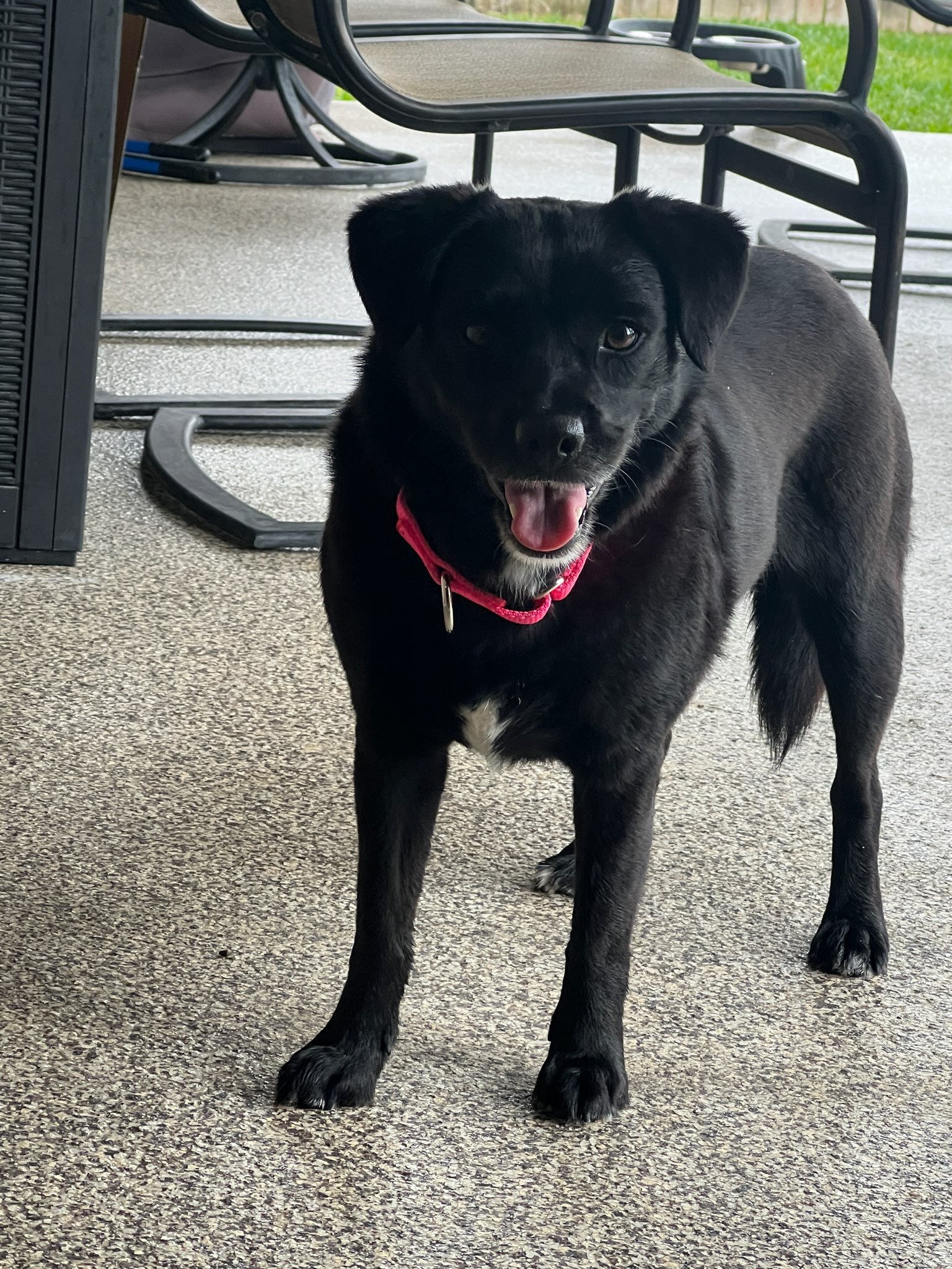 Waffles, a Adoptable mixed breed in Spring, TX image 5/5