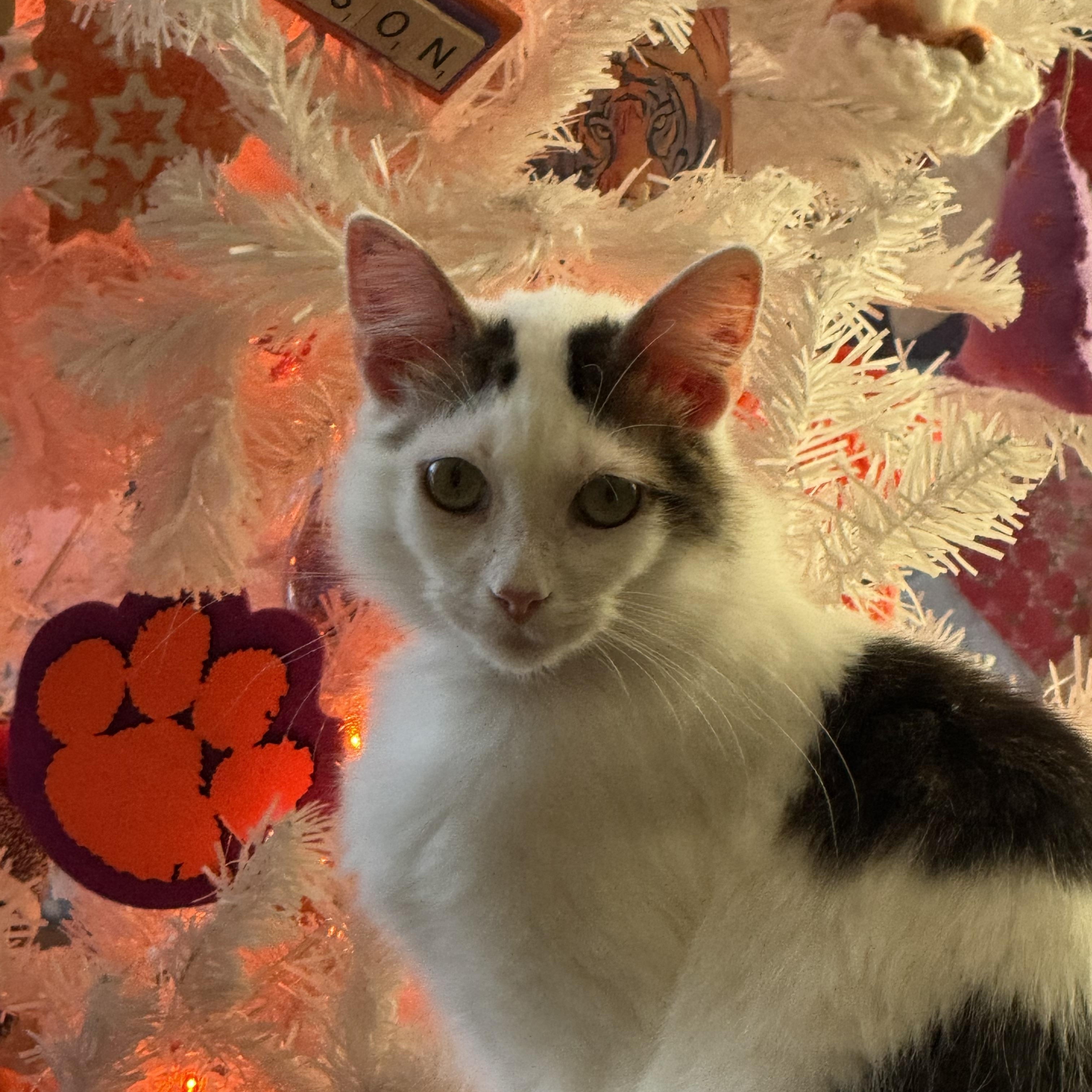 Enlarge River, a ADOPTABLE Domestic Long Hair in Easley, SC image 2/4