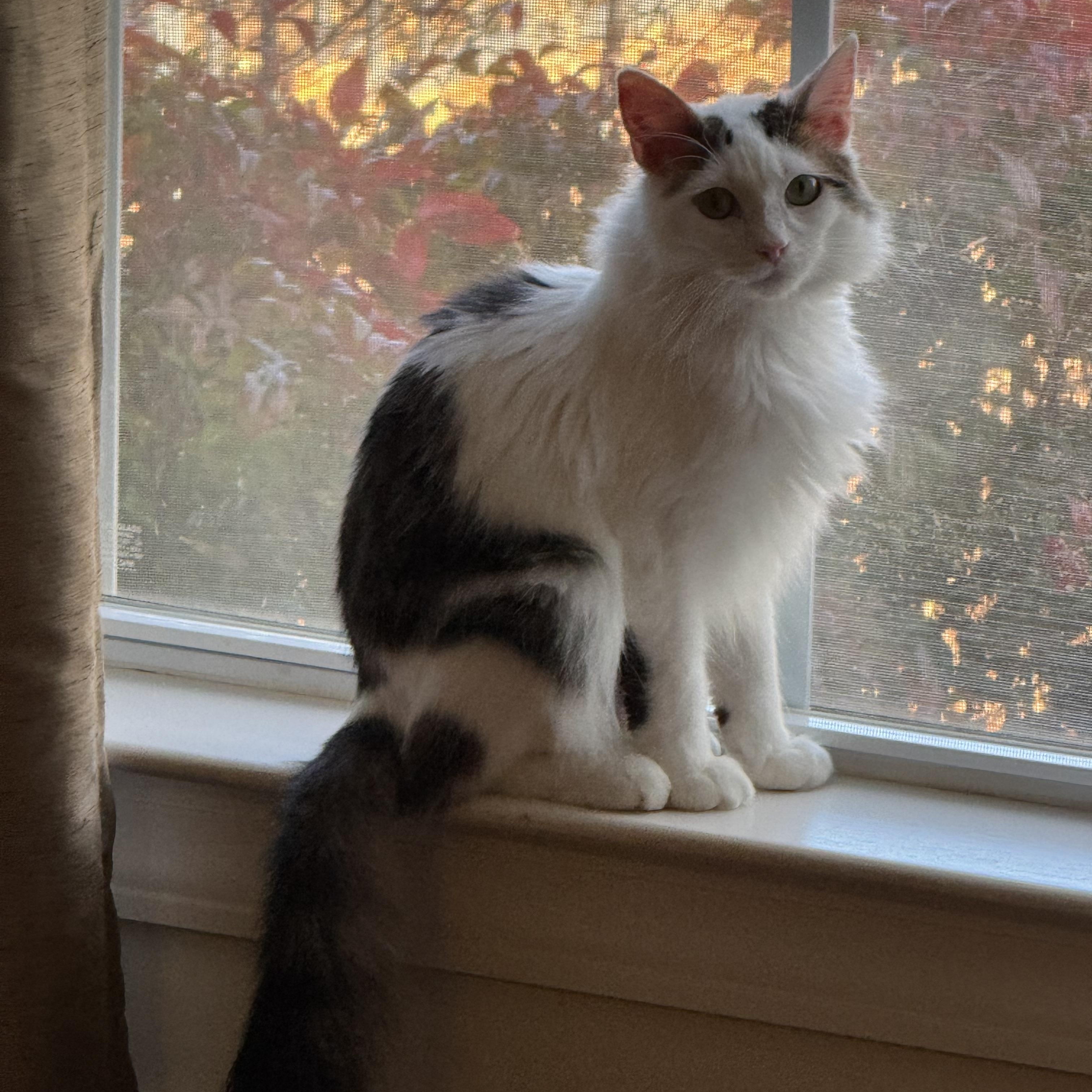 Enlarge River, a ADOPTABLE Domestic Long Hair in Easley, SC image 1/4