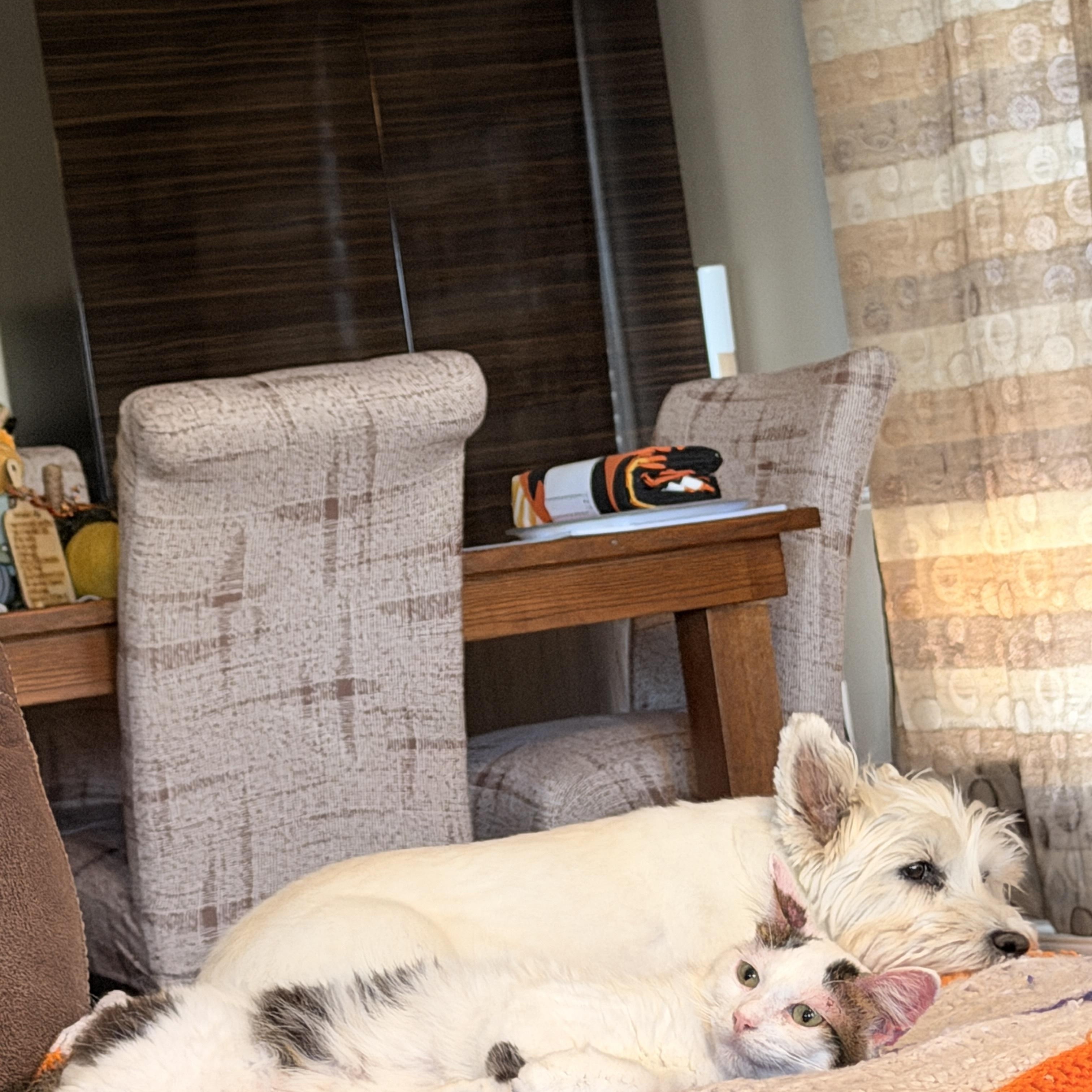 Enlarge River, a ADOPTABLE Domestic Long Hair in Easley, SC image 4/4