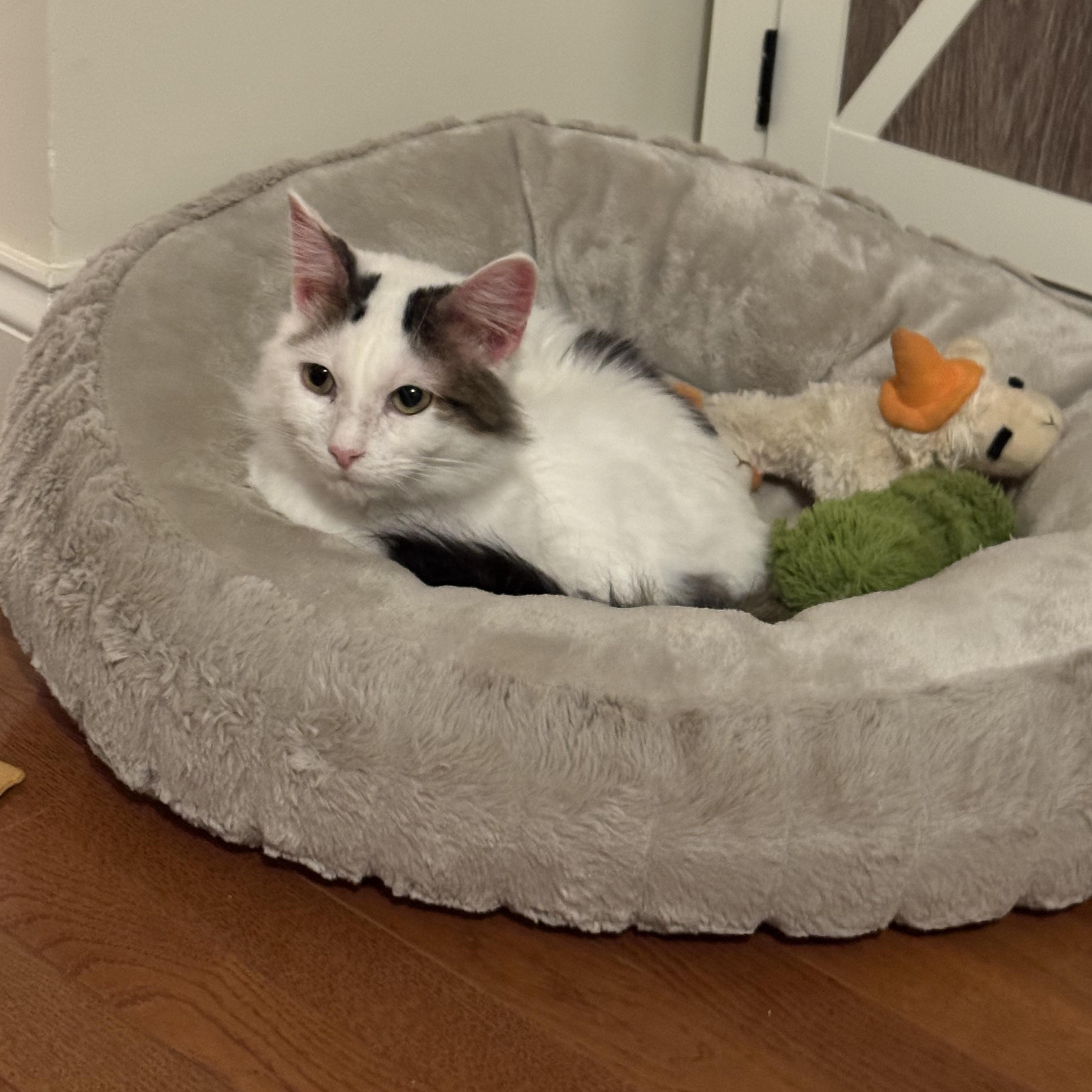 Enlarge River, a ADOPTABLE Domestic Long Hair in Easley, SC image 3/4