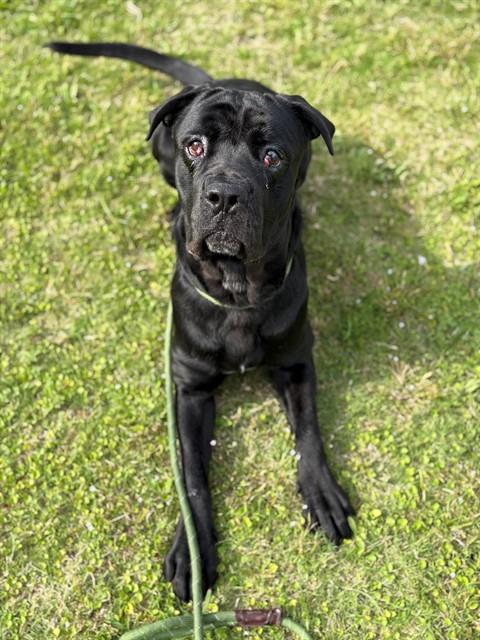 EMILIO, Adoptable, Young Male Mastiff & Mixed Breed.