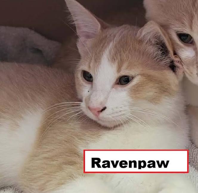 Ravenpaw, Adopted, Kitten Male Domestic Short Hair.