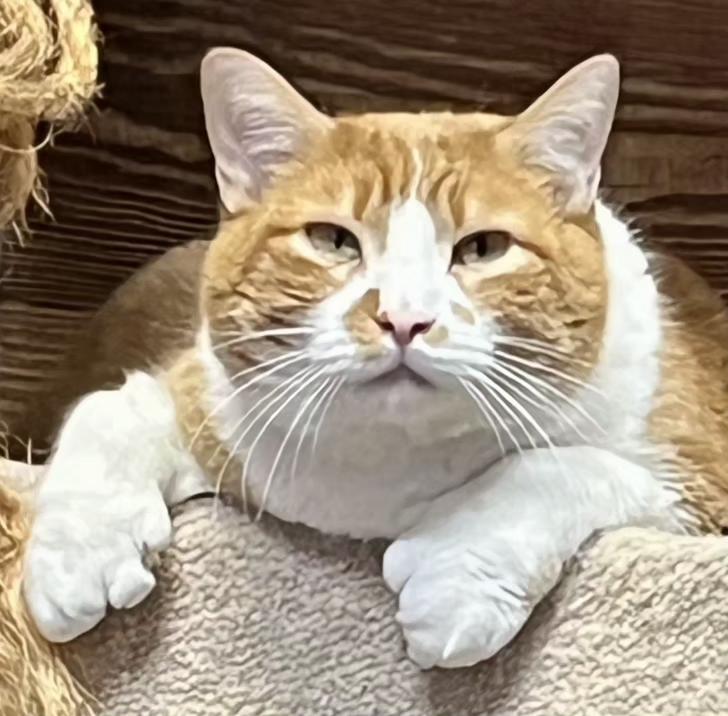 MARLOW & Mila bonded polydactals, Adopted, Adult Male Extra-Toes Cat / Hemingway Polydactyl & Domestic Short Hair.