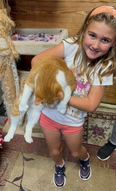 Enlarge MARLOW & Mila bonded polydactals, a Adopted mixed breed in Fayetteville, AR image 2/4