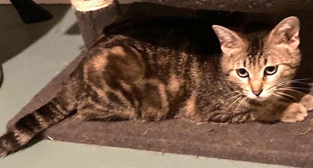 Bobbi Sue, Adoptable, Adult Female Domestic Short Hair.