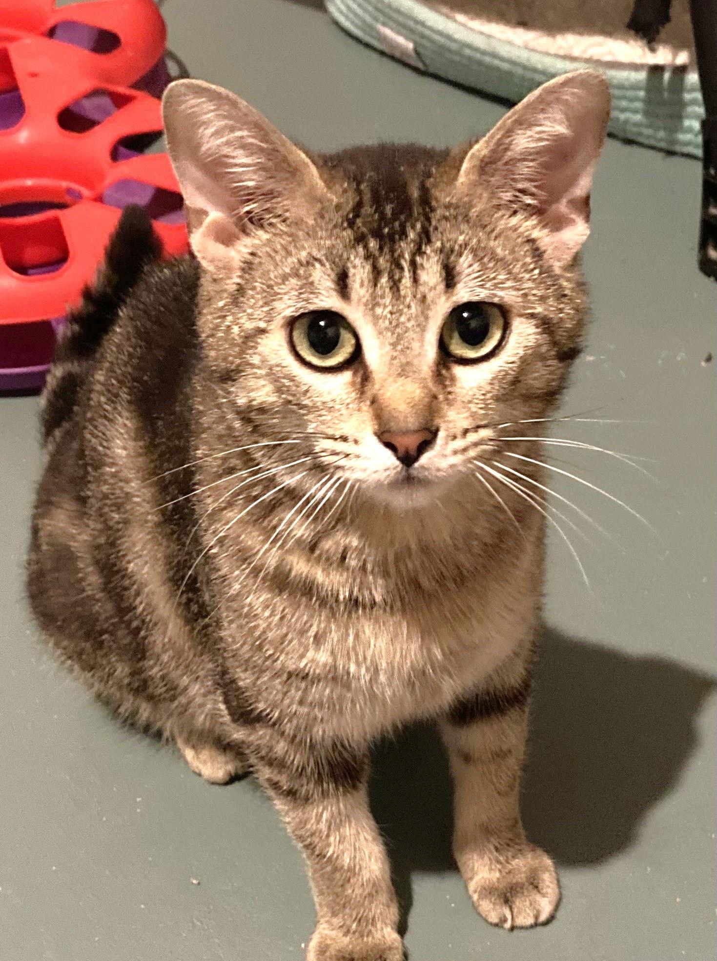 Bobbi Sue, a Adoptable Domestic Short Hair in Shawnee, KS image 2/3