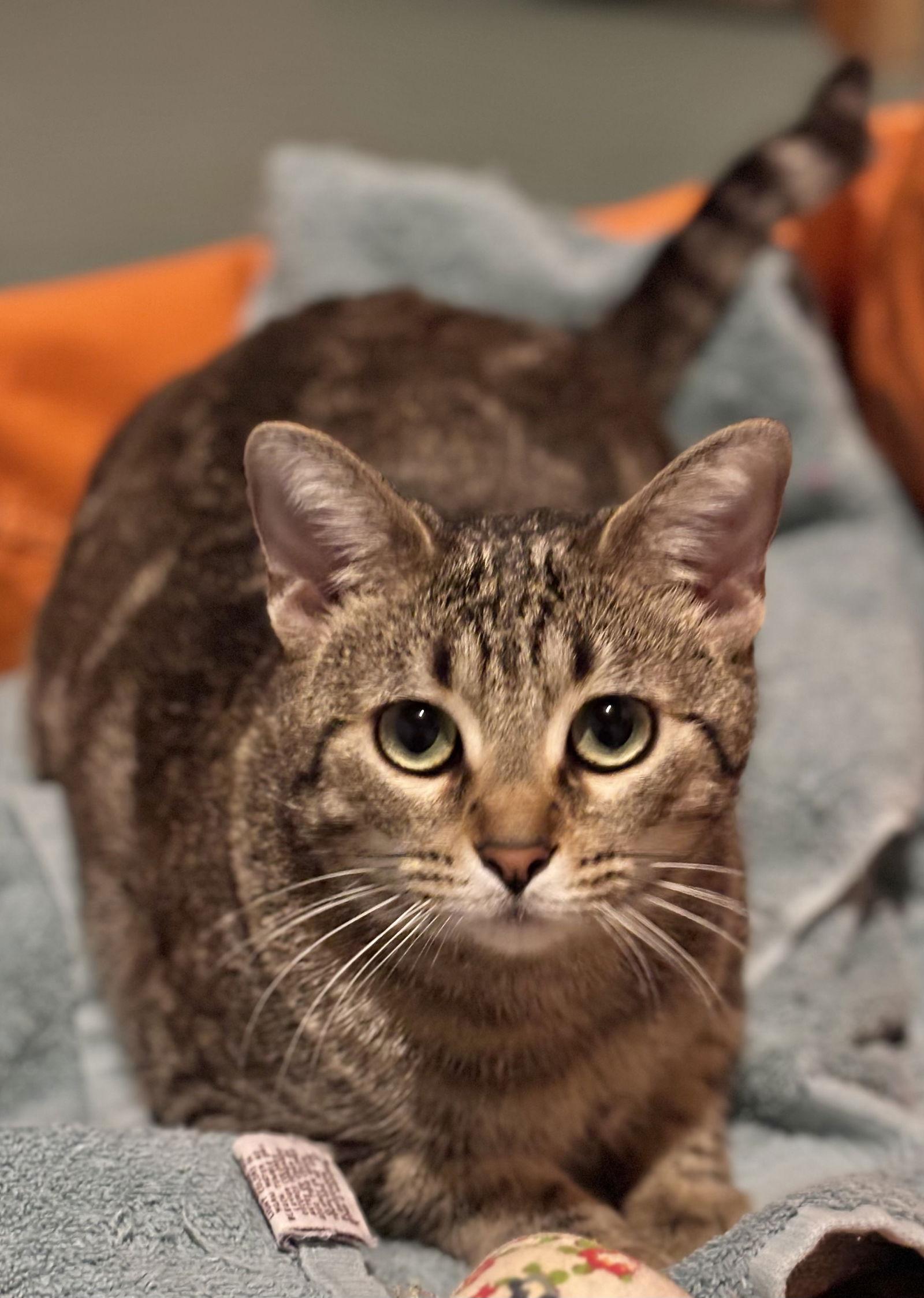 Bobbi Sue, a Adoptable Domestic Short Hair in Shawnee, KS image 3/3