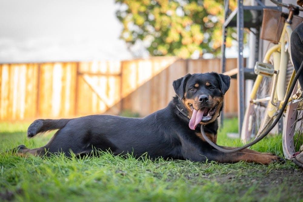Enlarge Twinkie, a Adoptable mixed breed in San Jose, CA image 1/3