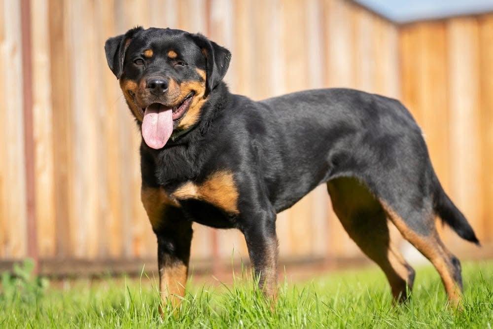 Enlarge Twinkie, a Adoptable mixed breed in San Jose, CA image 3/3