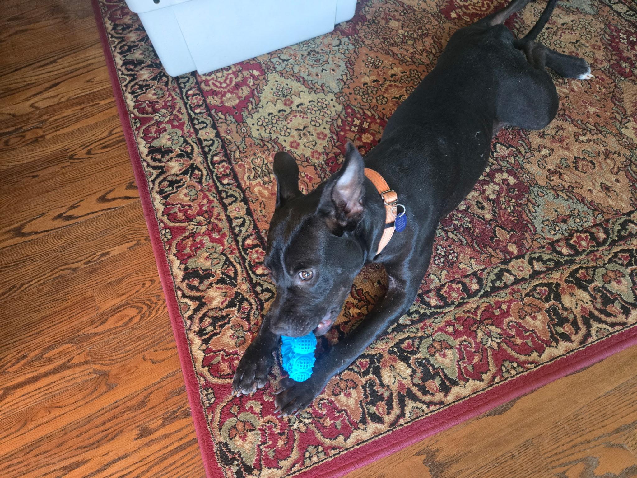 Tico, a ADOPTABLE mixed breed in Littleton, CO image 3/3