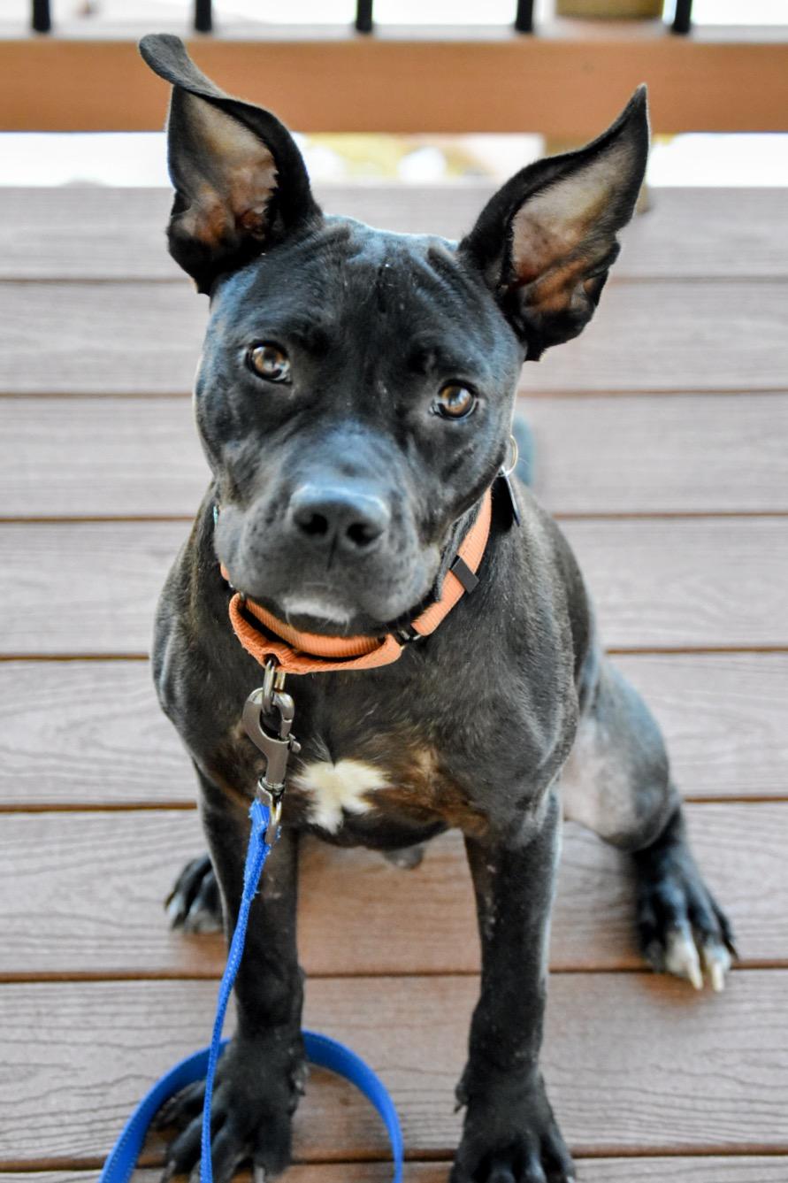 Tico, a ADOPTABLE mixed breed in Littleton, CO image 2/3