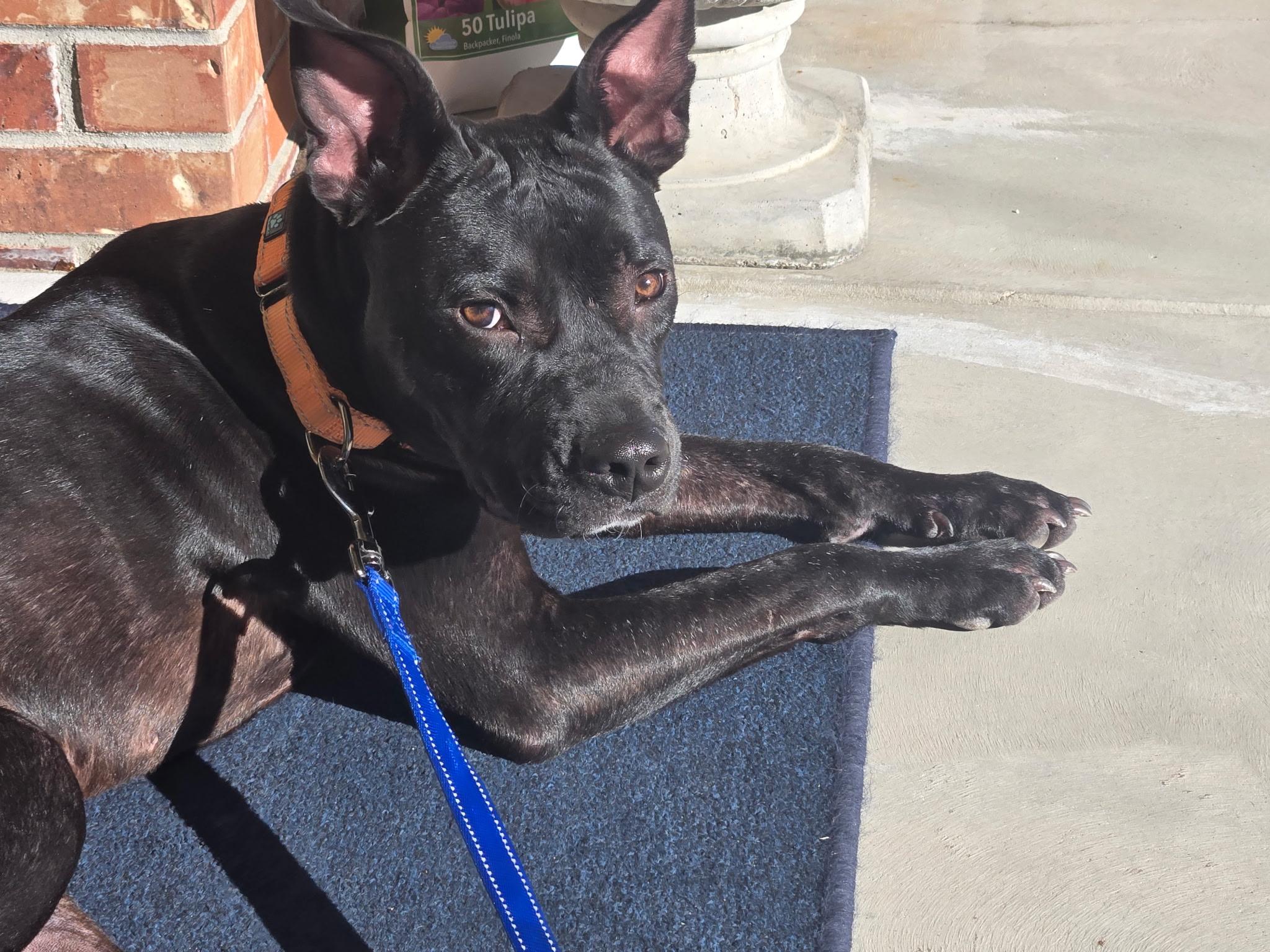 Tico, a ADOPTABLE mixed breed in Littleton, CO image 1/3