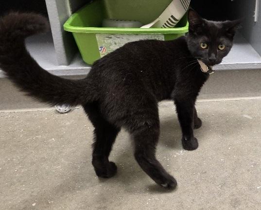 Enlarge Dorothy, a Adoptable Domestic Short Hair in Rossville, TN image 5/6