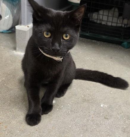 Enlarge Dorothy, a Adoptable Domestic Short Hair in Rossville, TN image 1/6
