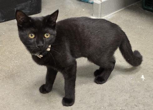 Enlarge Dorothy, a Adoptable Domestic Short Hair in Rossville, TN image 4/6