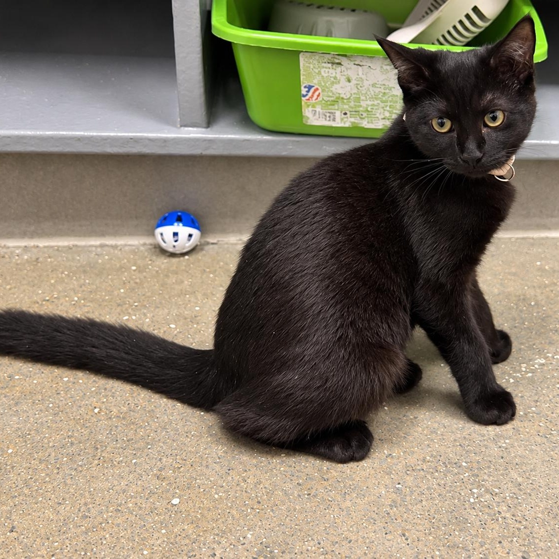 Enlarge Dorothy, a Adoptable Domestic Short Hair in Rossville, TN image 5/6