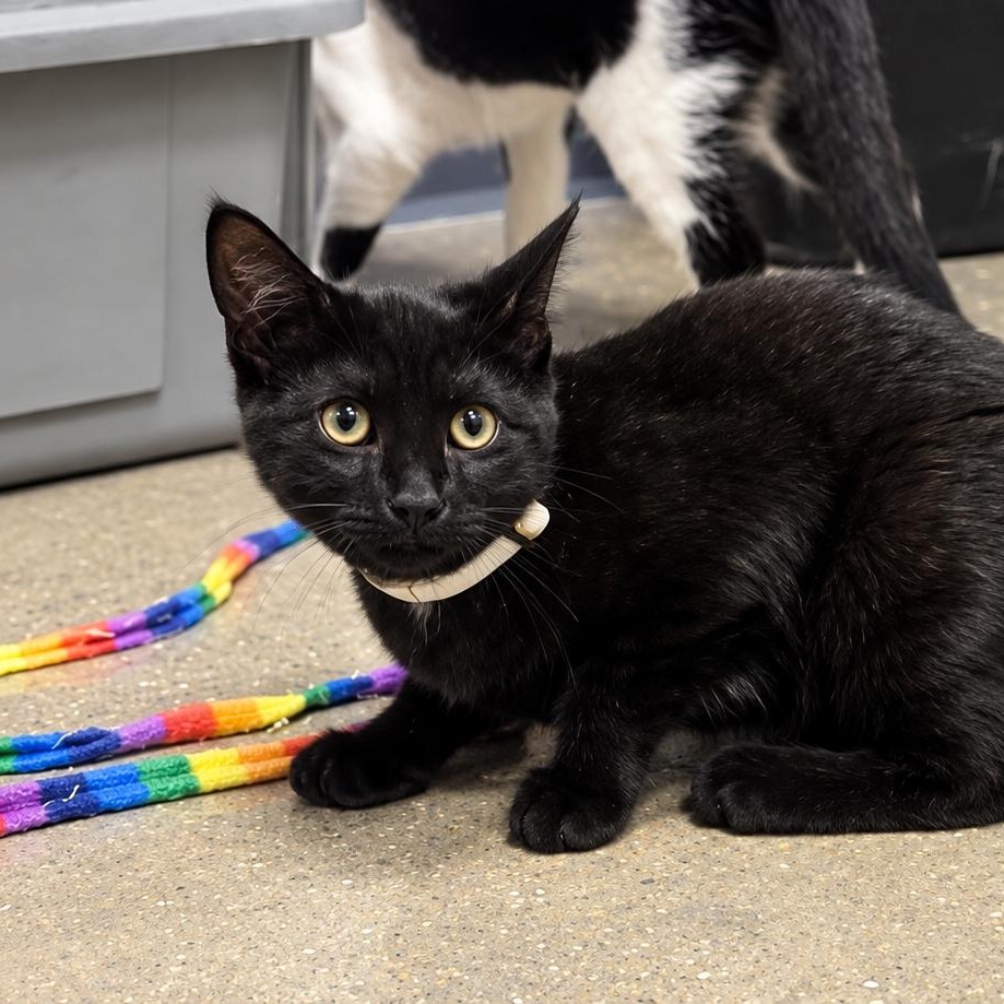 Enlarge Dorothy, a Adoptable Domestic Short Hair in Rossville, TN image 4/6