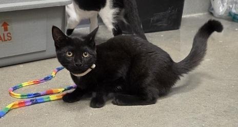 Enlarge Dorothy, a Adoptable Domestic Short Hair in Rossville, TN image 3/6