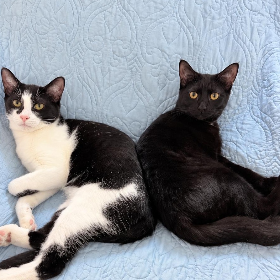Enlarge Dorothy, a Adoptable Domestic Short Hair in Rossville, TN image 3/6