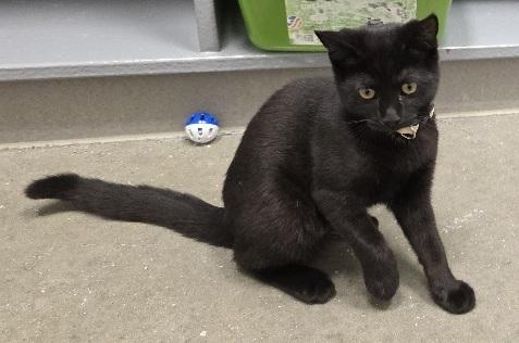 Enlarge Dorothy, a Adoptable Domestic Short Hair in Rossville, TN image 2/6