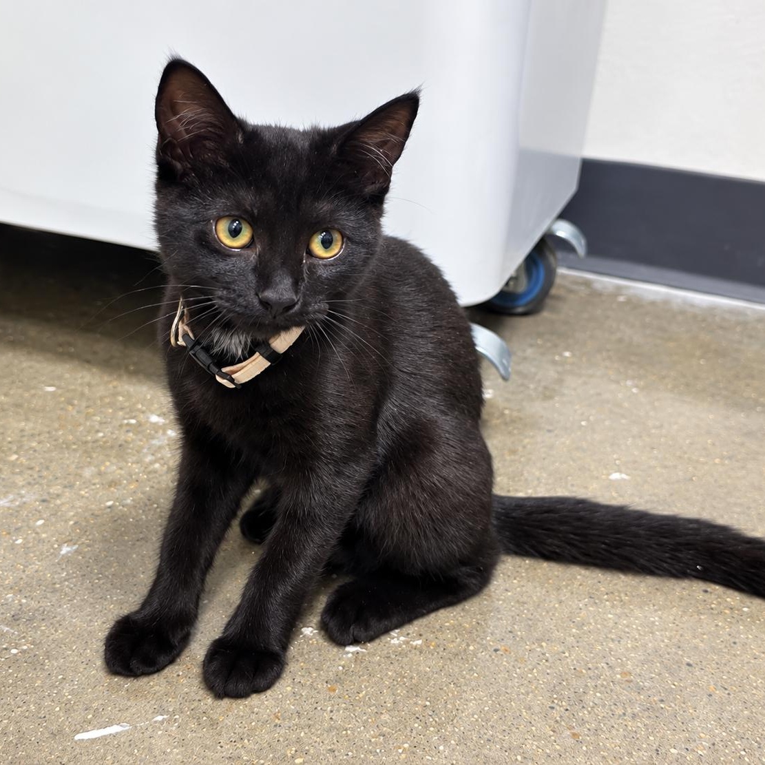 Enlarge Dorothy, a Adoptable Domestic Short Hair in Rossville, TN image 6/6
