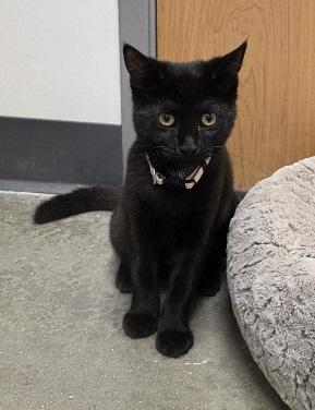 Enlarge Dorothy, a Adoptable Domestic Short Hair in Rossville, TN image 6/6