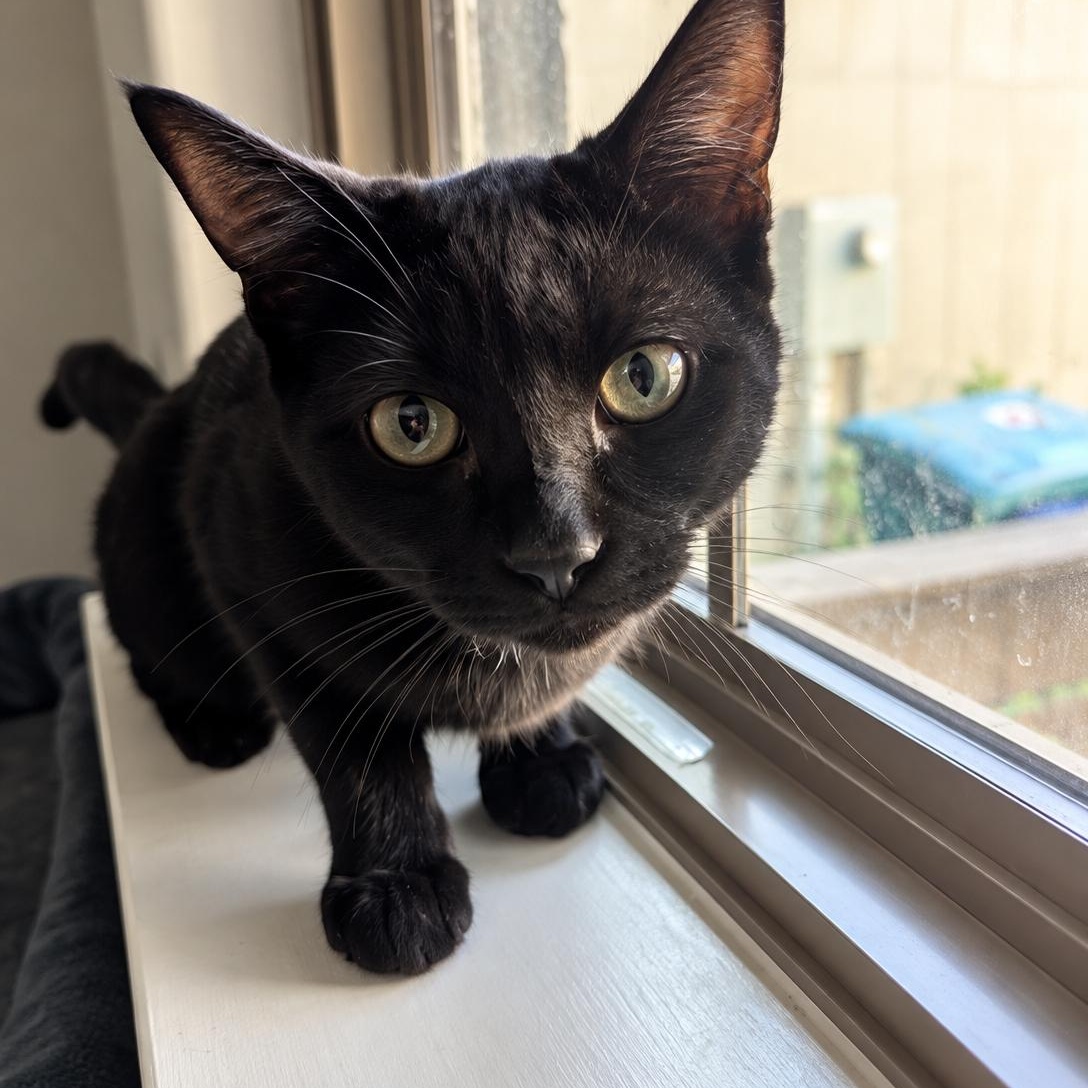 Dorothy, Adoptable, Kitten Female Domestic Short Hair.
