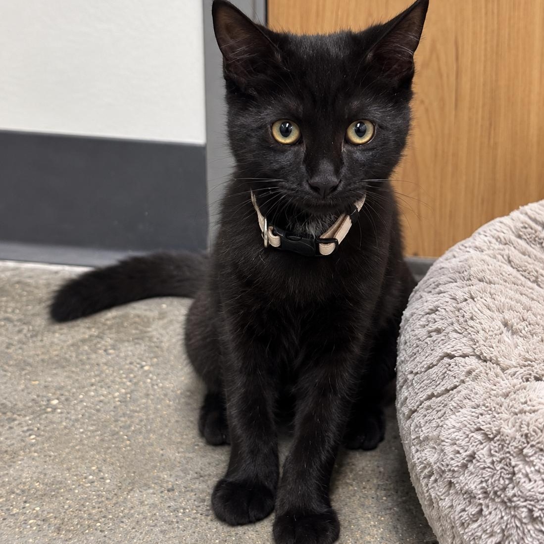 Enlarge Dorothy, a Adoptable Domestic Short Hair in Rossville, TN image 2/6