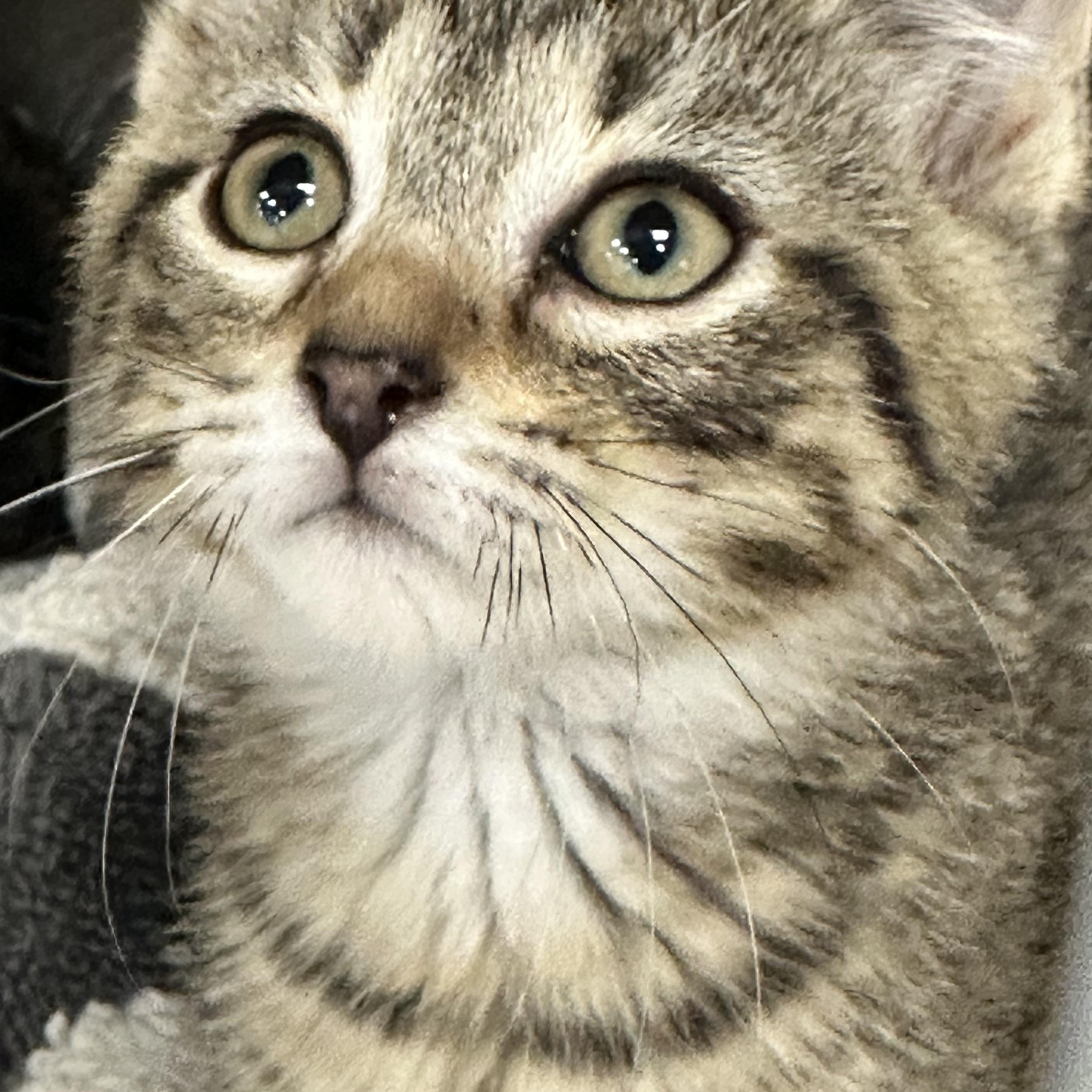 Enlarge Mr Snuffalumpagus, a ADOPTABLE Domestic Short Hair in East Lansing, MI image 1/1