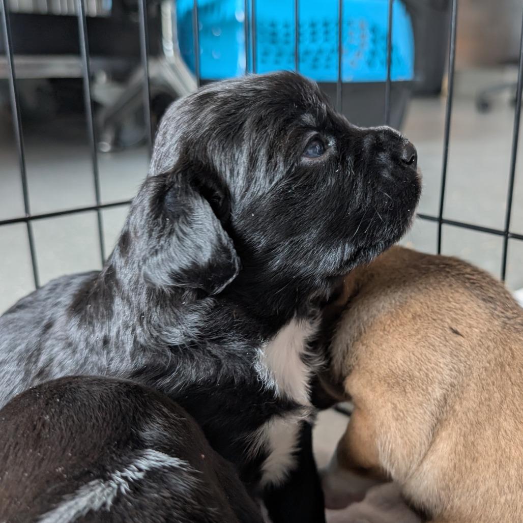 Enlarge Turtle, a Adoptable Mixed Breed in Asheville, NC image 2/6