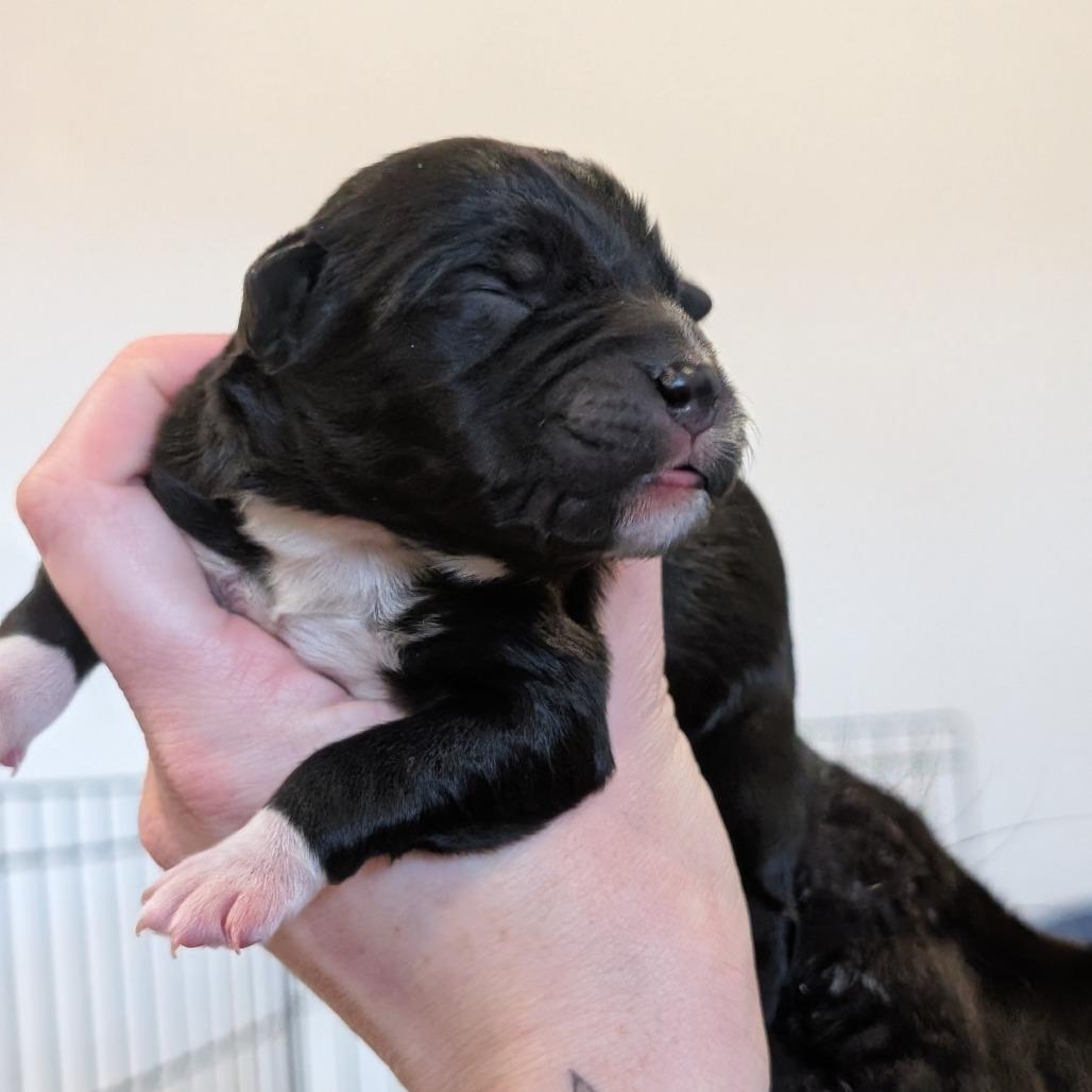 Enlarge Turtle, a Adoptable Mixed Breed in Asheville, NC image 3/6