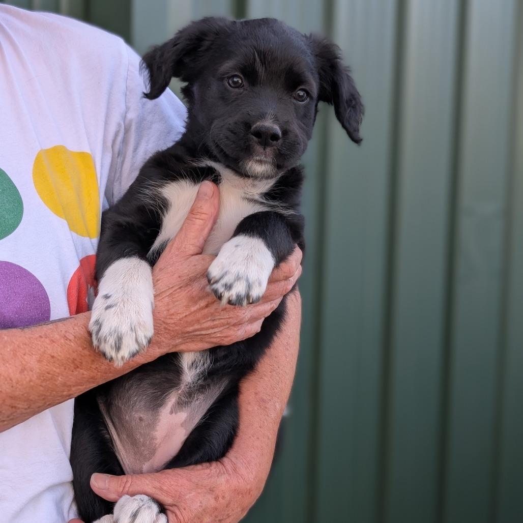 Enlarge Turtle, a Adoptable Mixed Breed in Asheville, NC image 4/6
