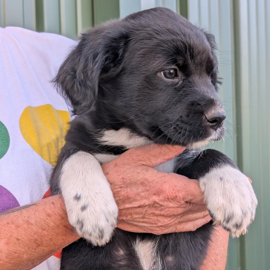 Enlarge Turtle, a Adoptable Mixed Breed in Asheville, NC image 5/6