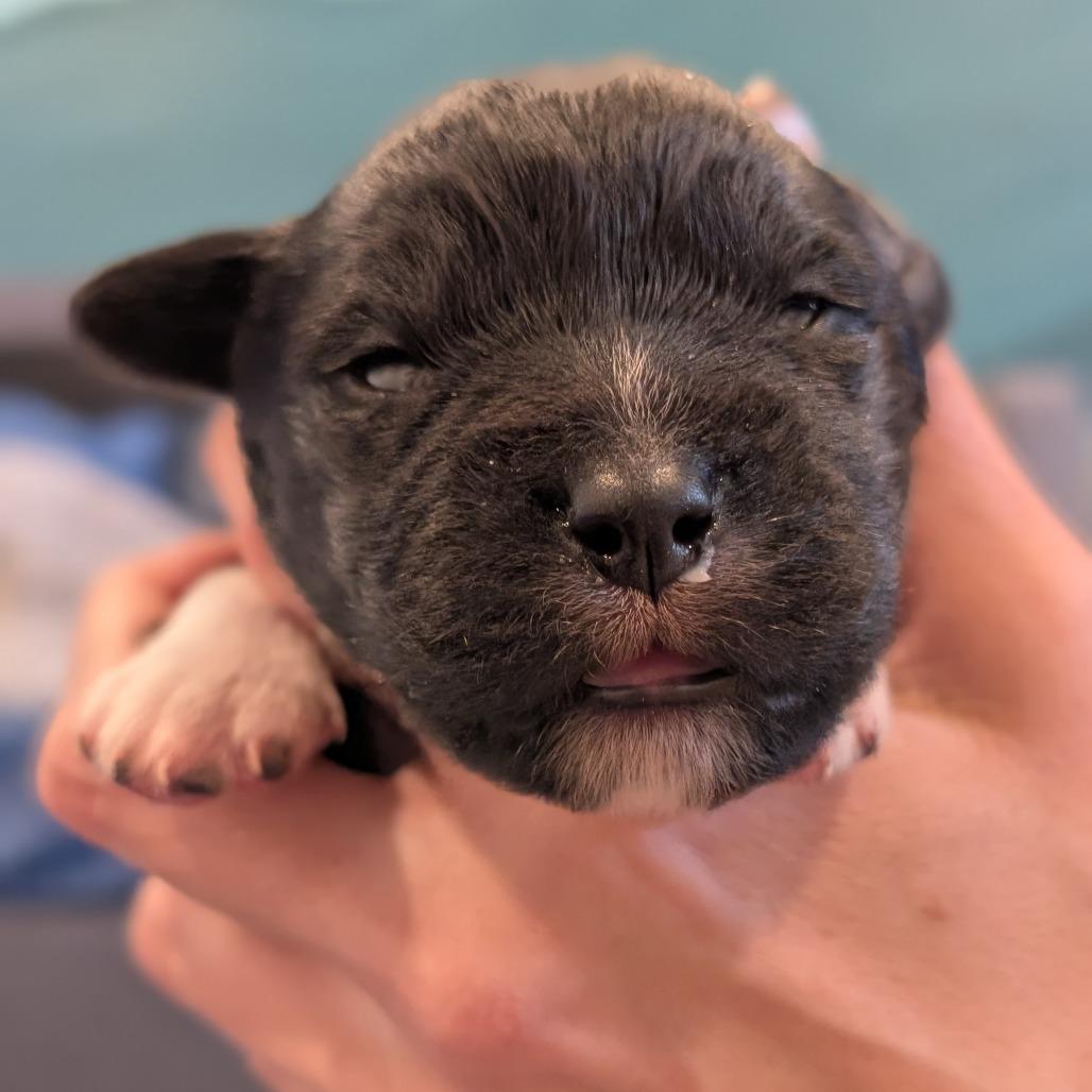 Enlarge Turtle, a Adoptable Mixed Breed in Asheville, NC image 6/6
