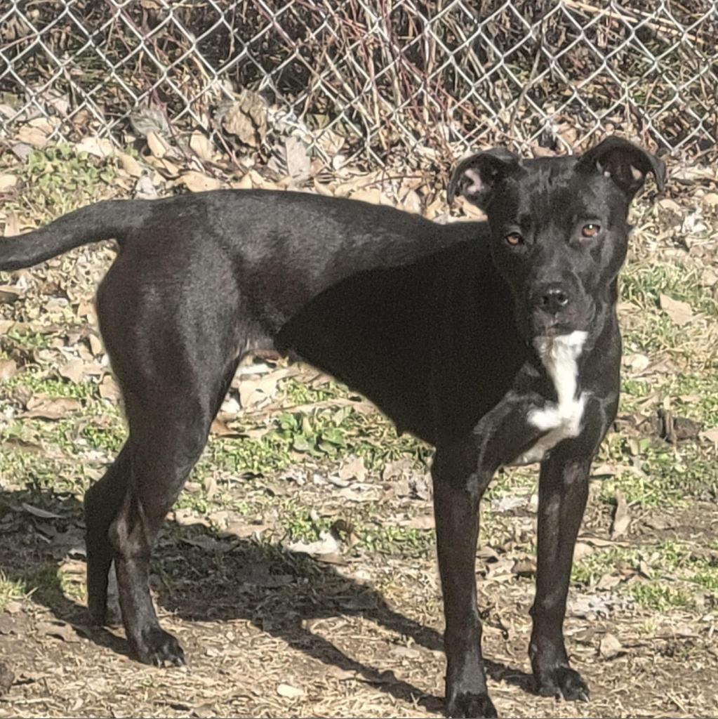 Noir, Adoptable, Adult Female Pit Bull Terrier & Black Labrador Retriever.