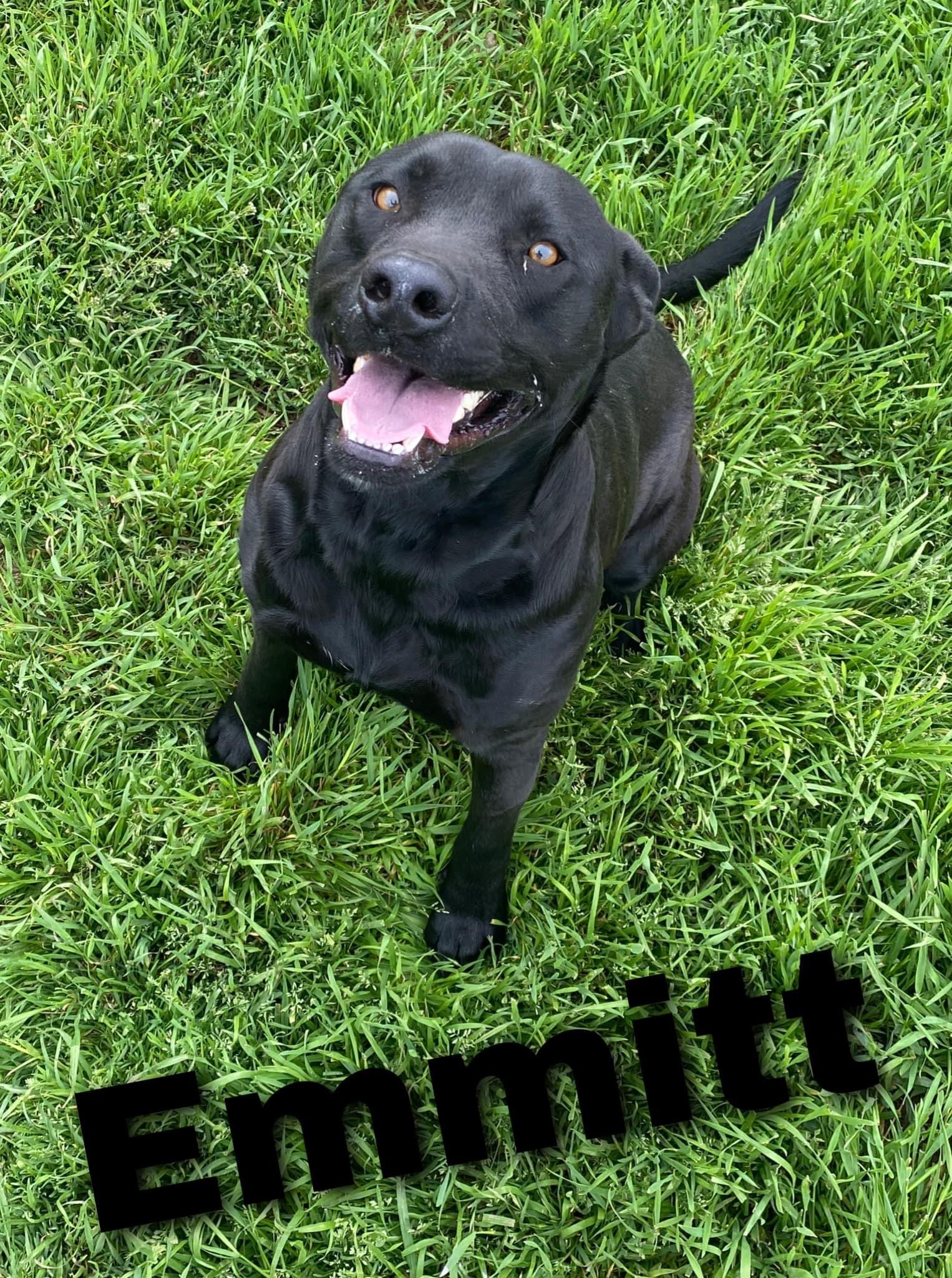 Emmitt, Adult Male Pit Bull Terrier