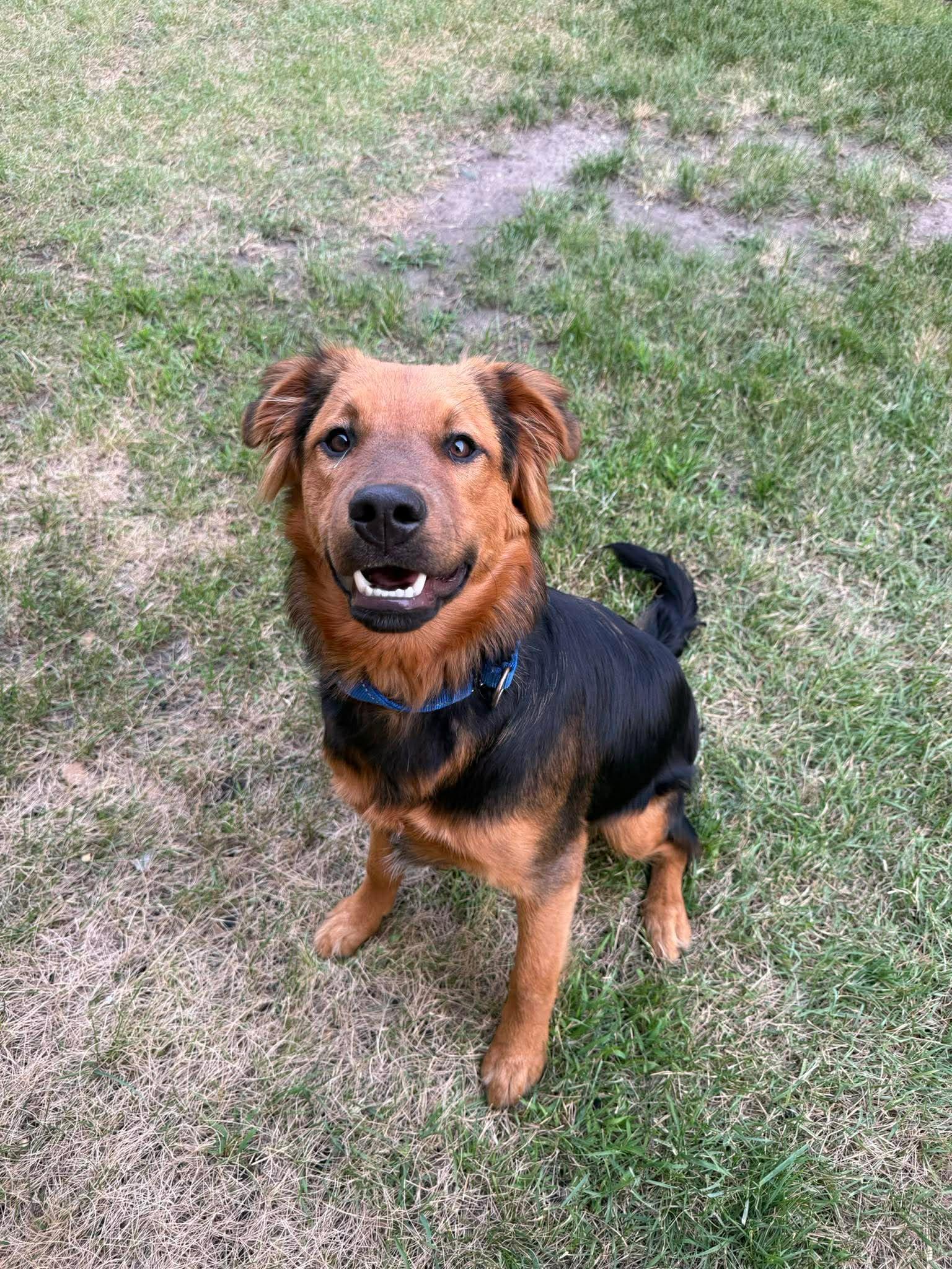 Enlarge Topaz, an adopted Mixed Breed in Grand Forks, ND image 2/2
