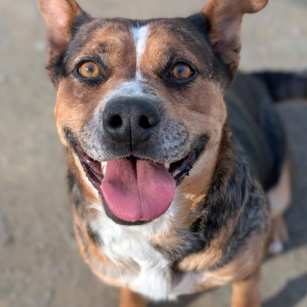 Pilar*, Adoptable, Adult Female Shepherd & Cattle Dog.
