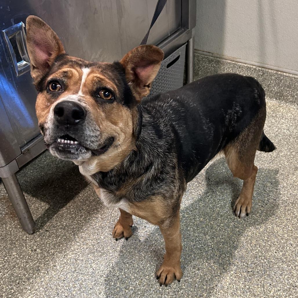Pilar*, a Adoptable mixed breed in San Gabriel, CA image 2/6