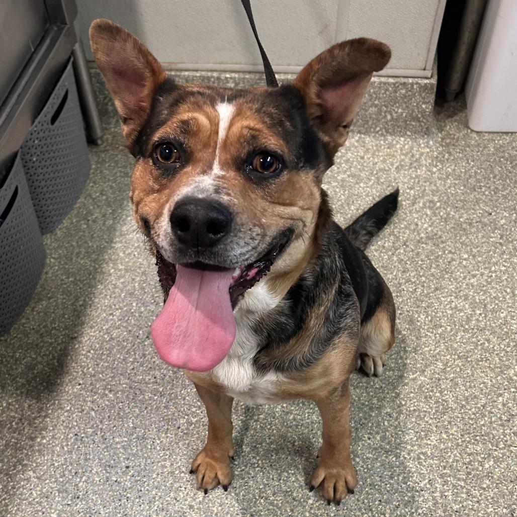 Pilar*, a Adoptable mixed breed in San Gabriel, CA image 3/6