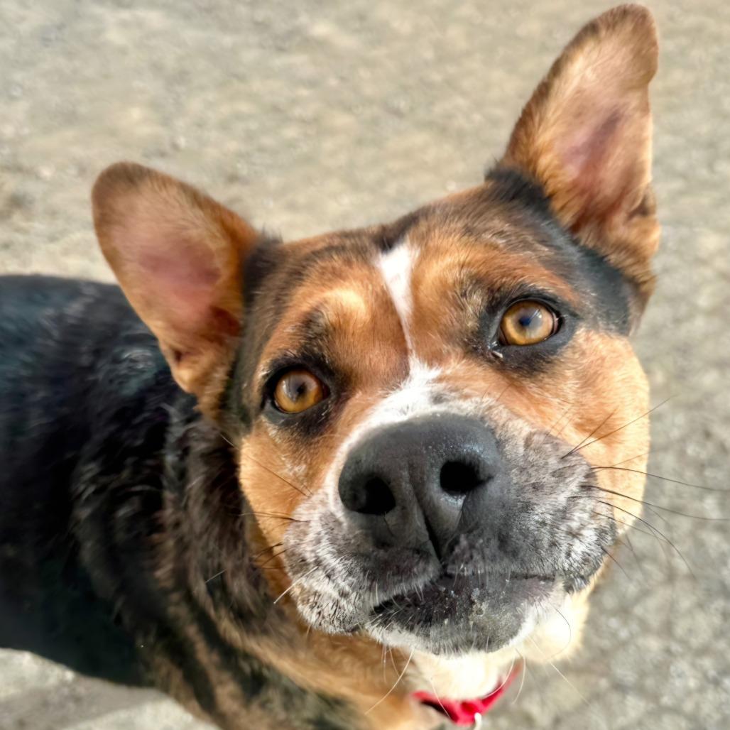 Pilar*, a Adoptable mixed breed in San Gabriel, CA image 4/6