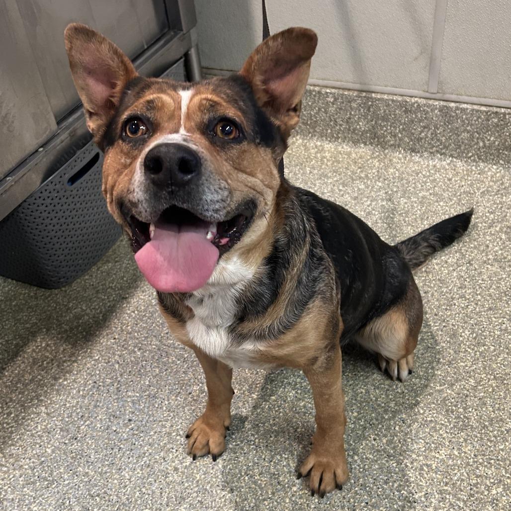 Pilar*, a Adoptable mixed breed in San Gabriel, CA image 5/6
