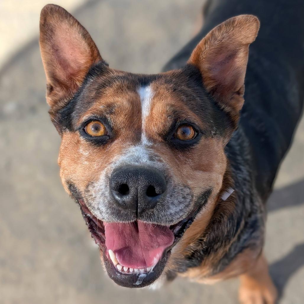 Pilar*, a Adoptable mixed breed in San Gabriel, CA image 6/6