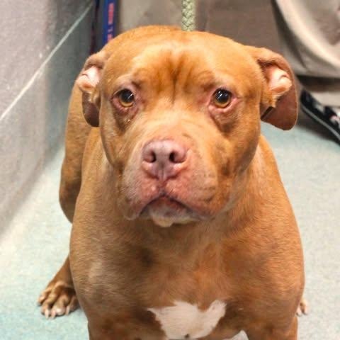 Enlarge 26-00621 ESME / BROWNIE, a ADOPTABLE Pit Bull Terrier in Fredericksburg, VA image 1/1