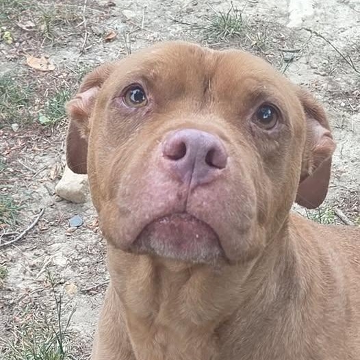 26-00621 ESME / BROWNIE, ADOPTABLE, Adult Female Pit Bull Terrier.