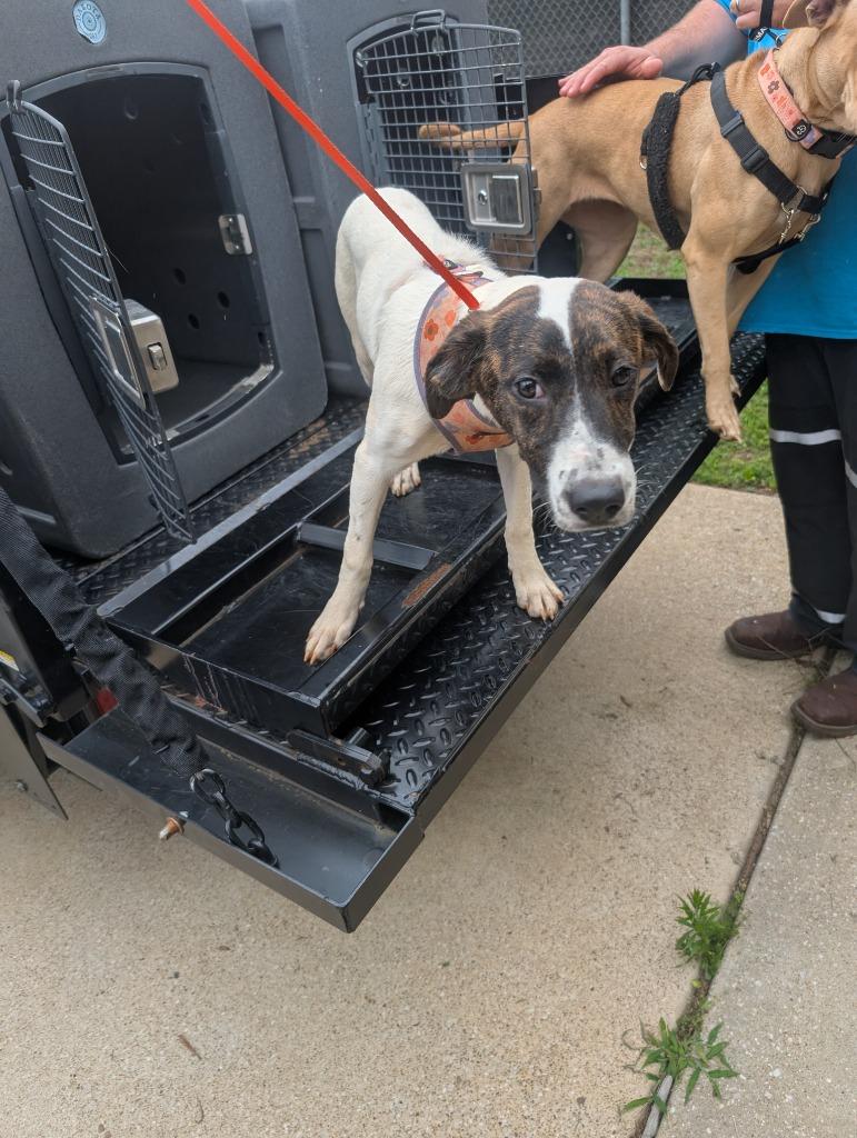 French Fry, Adoptable, Puppy Female Pit Bull Terrier & Hound.
