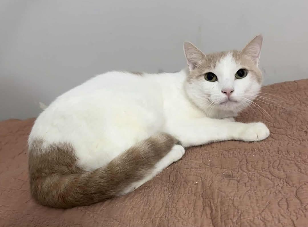 Enlarge Creamsicle, a Adoptable Domestic Short Hair in Lexington, MO image 1/1
